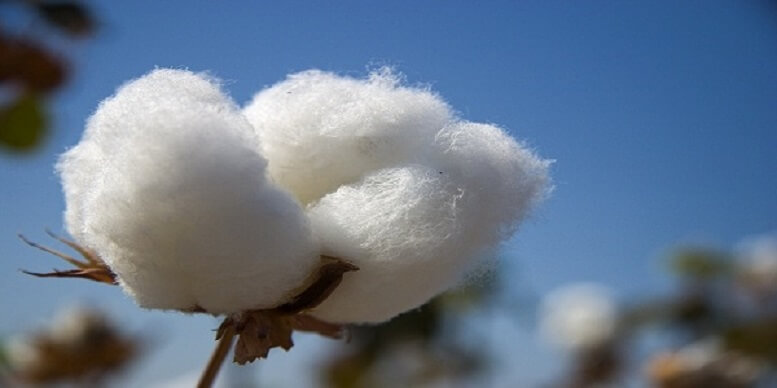 Cotton là gì? Cotton được sử dụng làm gì trong đời sống